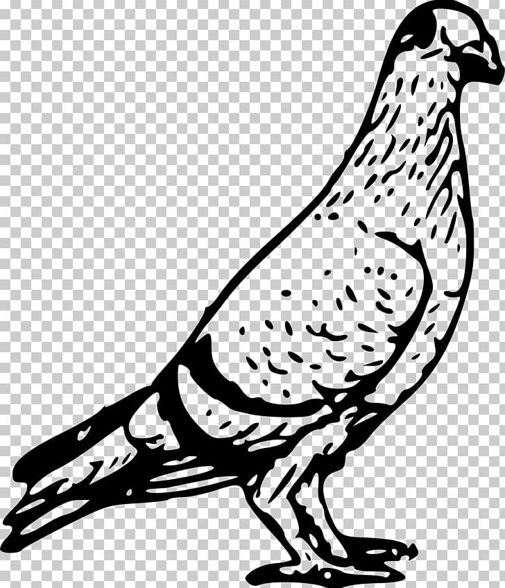 Homing Pigeon Columbidae Bird PNG, Clipart, Animals, Artwork, Beak, Bird, Black And White Free PNG Download