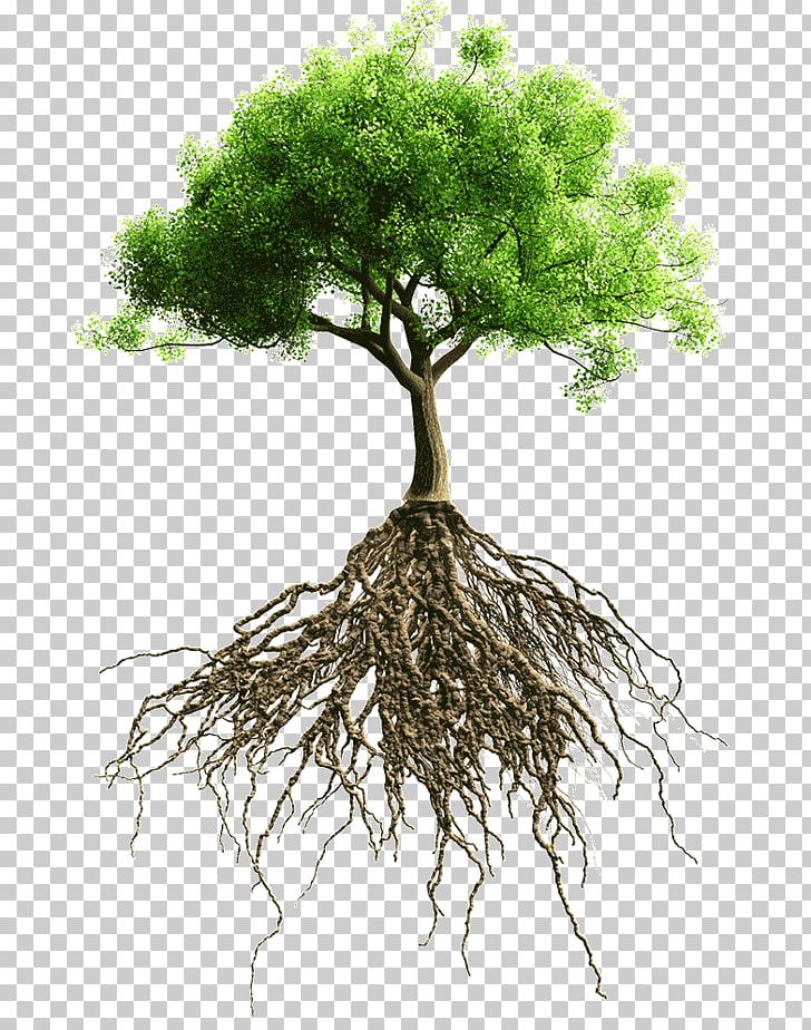 Root Tree Stock Photography PNG, Clipart, Branch, Computer Icons, Flowerpot, Houseplant, Nature Free PNG Download