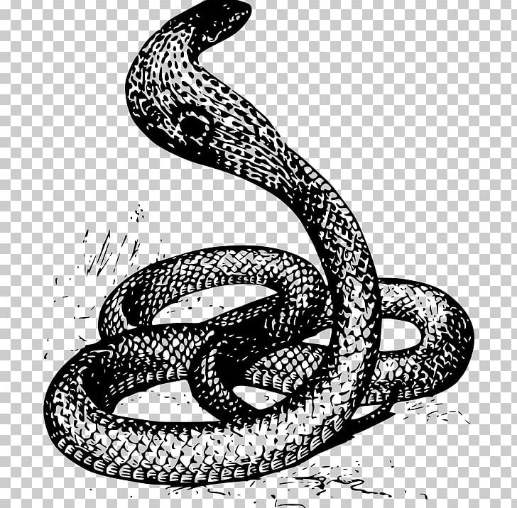 Snake Drawing PNG, Clipart, Animals, Art, Black And White, Boa Constrictor, Boas Free PNG Download