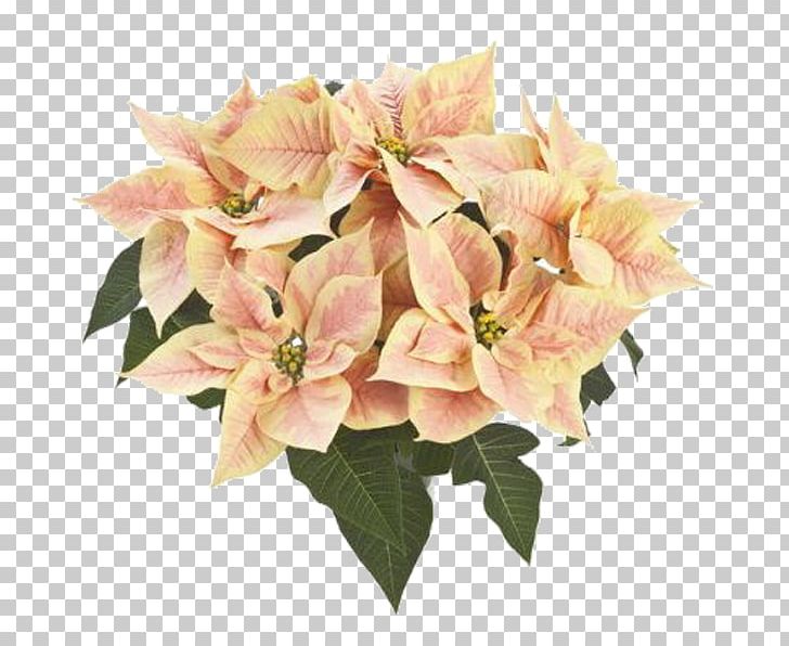 Cut Flowers Flower Bouquet Pink M PNG, Clipart, Cut Flowers, Flower, Flower Bouquet, Nature, Pink Free PNG Download