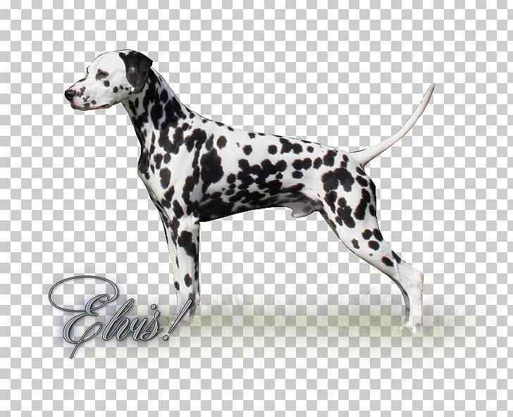 Dalmatian Dog Dog Breed Non-sporting Group PNG, Clipart, Breed, Carnivoran, Dalmatian, Dalmatian Dog, Dalmation Free PNG Download