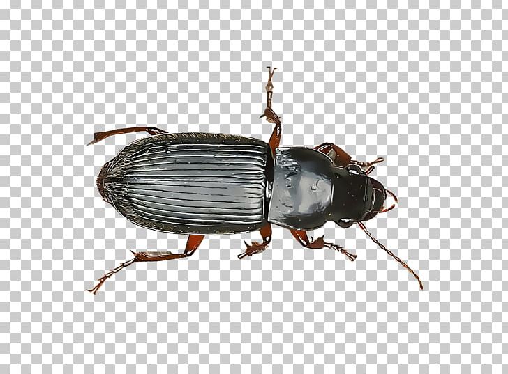 Dung Beetle Ground Beetle Scarabs Weevil PNG, Clipart, Animals, Arthropod, Beetle, Dung Beetle, Fungus Gnat Free PNG Download