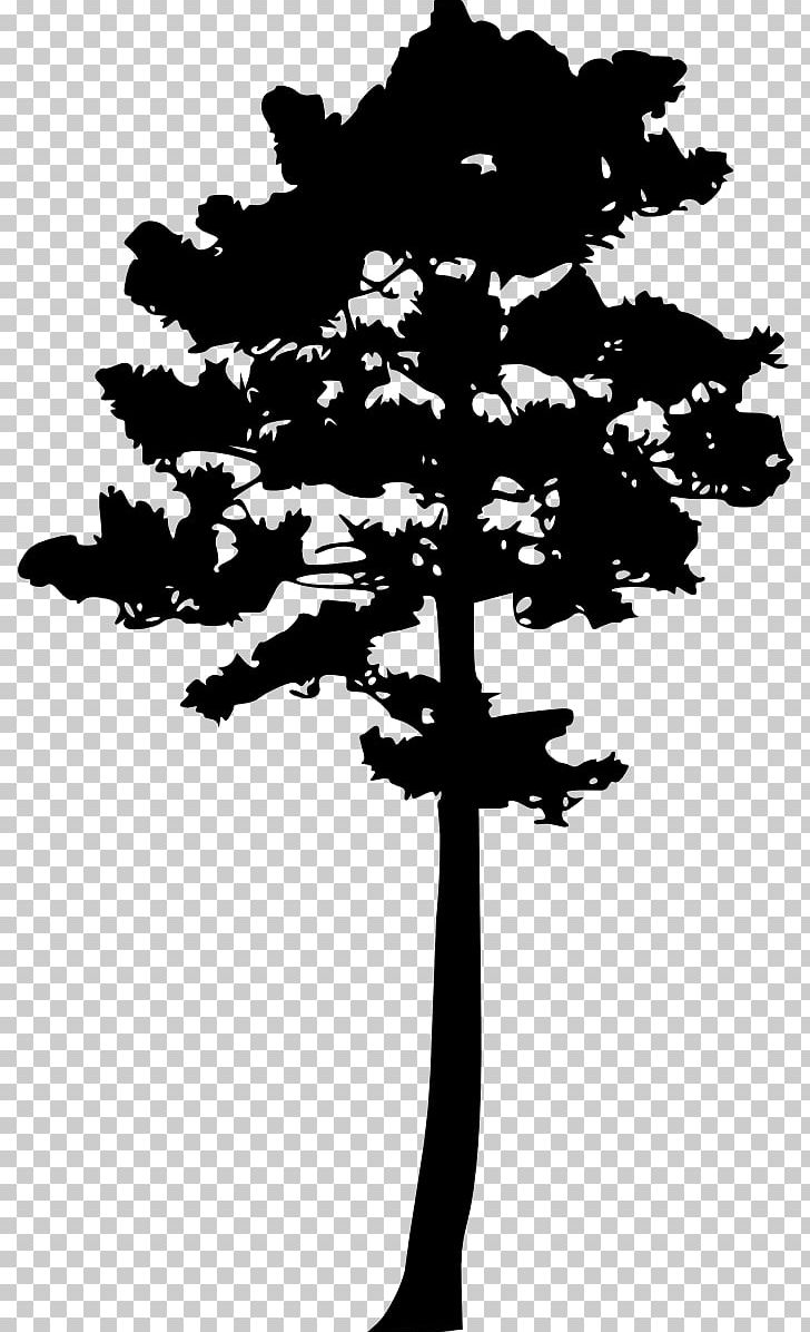Tree Woody Plant Pine PNG, Clipart, Black And White, Branch, Conifer, Conifers, Flower Free PNG Download