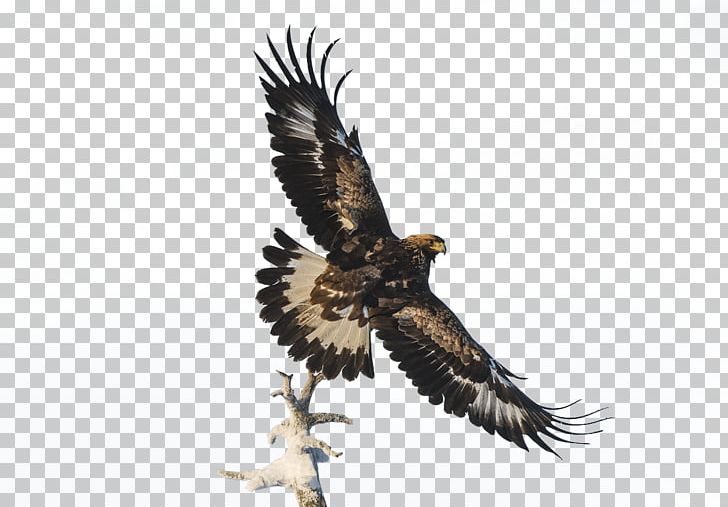 Bald Eagle Software PNG, Clipart, Author, Bald Eagle, Beak, Bird, Branch Free PNG Download