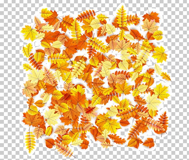 Red Maple Maple Leaf Yellow Orange PNG, Clipart, Autumn Leaf Color, Autumn Leaves, Autumn Maple Leaves, Autumn Vector, Branch Free PNG Download