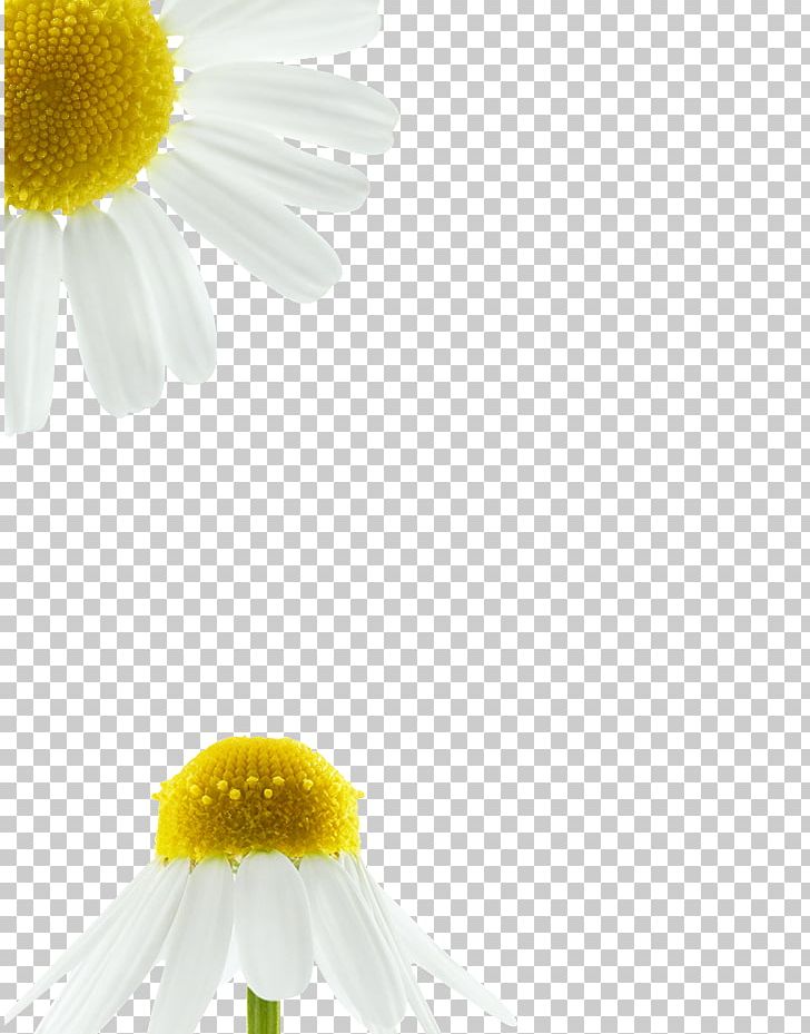 Roman Chamomile Oxeye Daisy Desktop Petal Close-up PNG, Clipart, Chamaemelum Nobile, Chamomile, Closeup, Closeup, Computer Free PNG Download