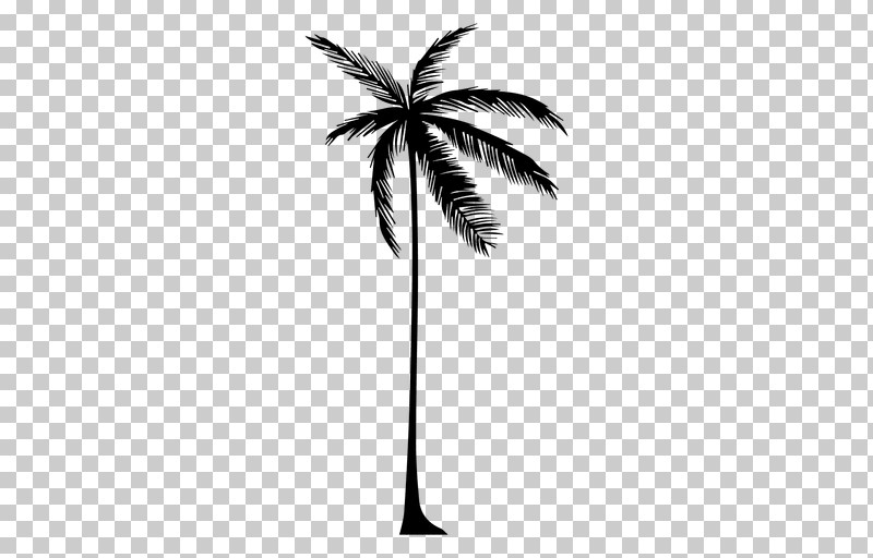Palm Tree PNG, Clipart, Arecales, Attalea Speciosa, Blackandwhite, Coconut, Elaeis Free PNG Download