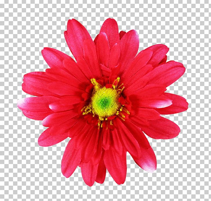 Common Daisy Pink Flowers Dahlia PNG, Clipart, Annual Plant, Color, Cut Flowers, Dahlia, Daisy Family Free PNG Download