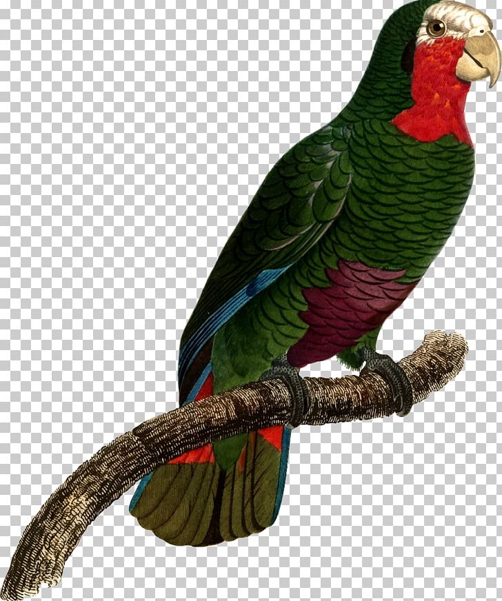 Macaw Parakeet Beak PNG, Clipart, Beak, Bird, Clip Art, Com, Common Pet Parakeet Free PNG Download