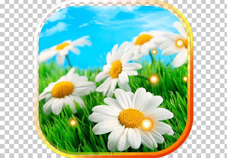 Stock Photography Landscape Flower PNG, Clipart, Camomile, Computer Wallpaper, Daisy Family, Desktop Wallpaper, Flower Free PNG Download