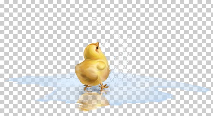 Duck Beak Chicken As Food PNG, Clipart, Animals, Beak, Bird, Cansu, Chicken Free PNG Download