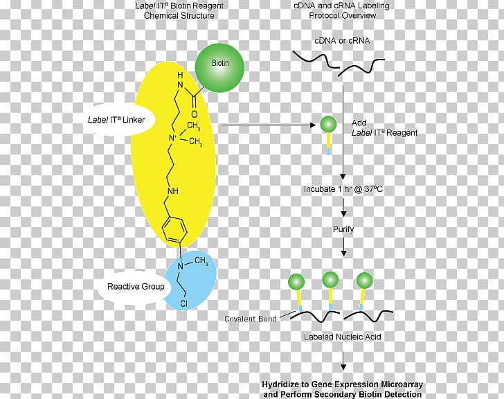 Nucleic Acid Hybridization Blot Fluorophore Křížení PNG, Clipart, Acid, Angle, Area, Blot, Buffer Solution Free PNG Download