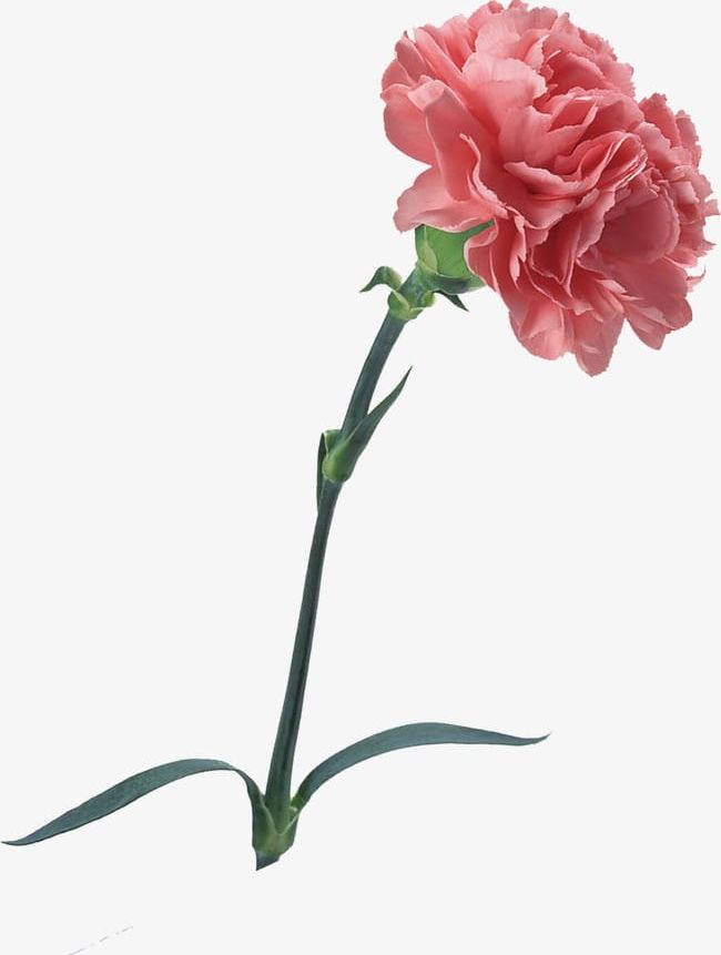 Pink Carnations PNG, Clipart, Carnations, Carnations Clipart, Flowers, Pink, Pink Carnations Free PNG Download