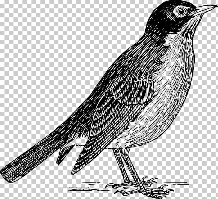 Finch European Robin Drawing PNG, Clipart, Art, Beak, Bird, Black And White, Computer Icons Free PNG Download