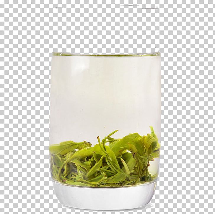 Longjing Tea Green Tea Lapsang Souchong Ginger Tea PNG, Clipart, Food, Ginger Tea, Glass, Graphic Design, Grass Free PNG Download