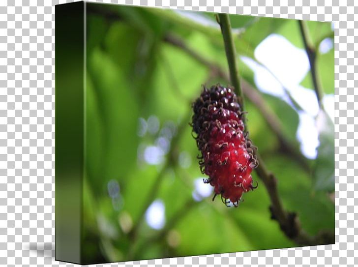 Red Mulberry Loganberry Boysenberry Tayberry Kind PNG, Clipart, Abstract Fruit, Berry, Boysenberry, Bramble, Dust Free PNG Download