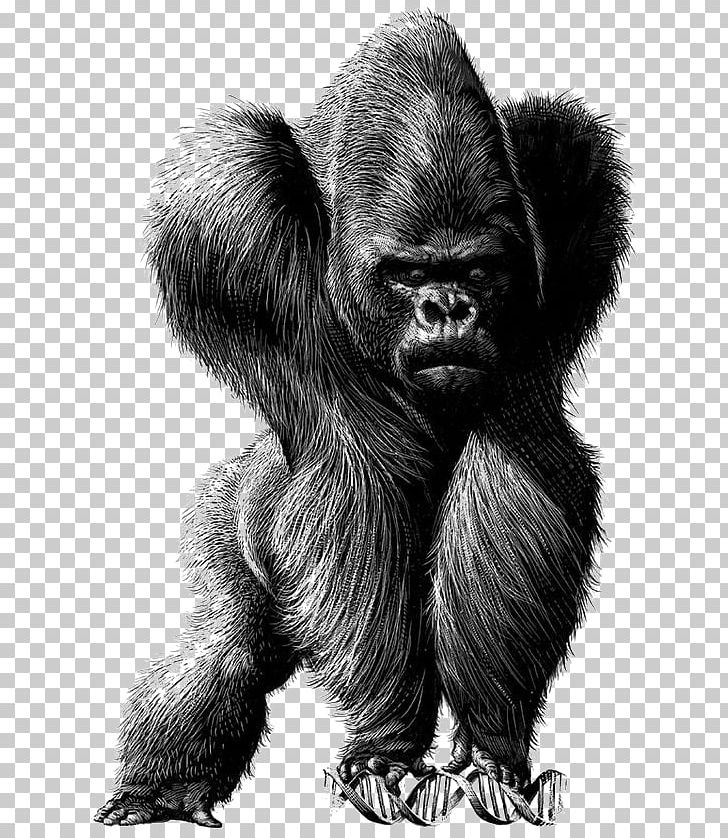 Spain Chile Drawing Satire Illustration PNG, Clipart, Animals, Buckle, Caricature, Handpainted, Handpainted Gorilla Free PNG Download