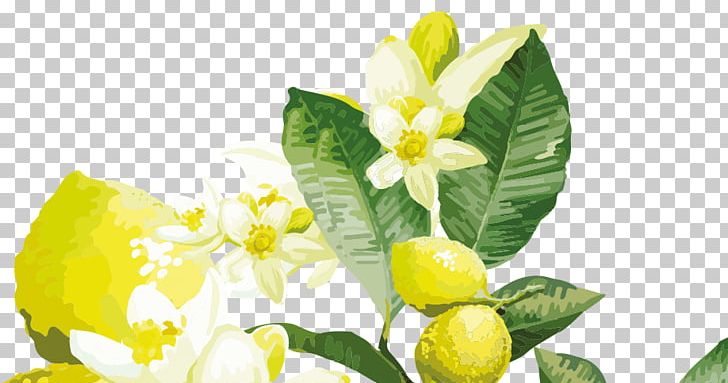 Lemon Yellow Flower Citrus PNG, Clipart, Citrus, Flower, Flowering Plant, Food, Fruit Free PNG Download