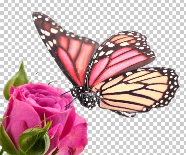 Samsung Galaxy Note Edge Samsung Galaxy Note 4 High-definition Video 1080p PNG, Clipart, 169, Brush Footed Butterfly, Butterflies, Flower, Flowers Free PNG Download