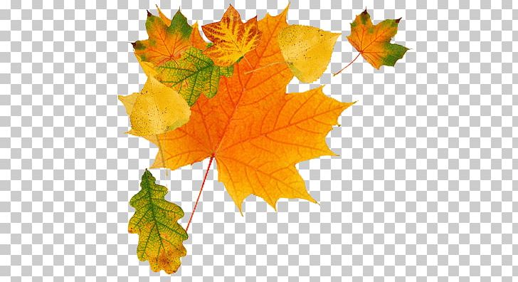 Autumn Leaves Green PNG, Clipart, Leaves, Nature Free PNG Download