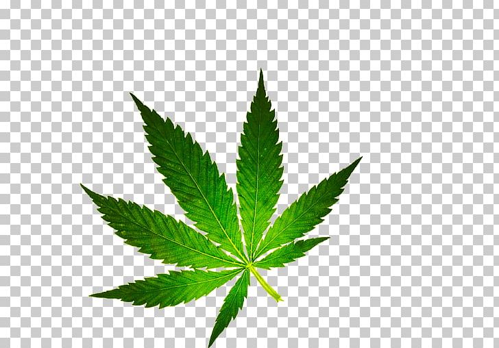 Cannabis 420 Day Birthday PNG, Clipart, 420 Day, Birthday, Cannabis, Gfycat, Giphy Free PNG Download
