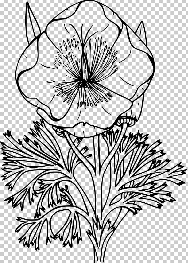 California Poppy Drawing Coloring Book PNG, Clipart, Black And White, Botanical Illustration, California, Chrysanths, Color Free PNG Download