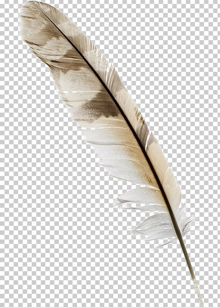 Feather Paper Quill Nib PNG, Clipart, Animals, Bird, Computer Icons, Feather, Ink Free PNG Download