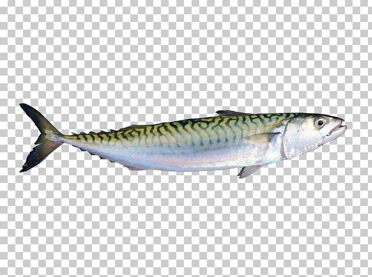 Mackerel Sardine Fish Products Oily Fish Salmon PNG, Clipart, 09777, Bonito, Bony Fish, Fauna, Fin Free PNG Download