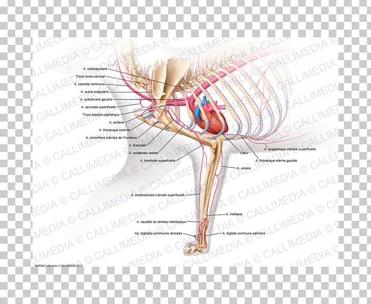 Muscle Human Musculoskeletal System Arm Cat Anatomy PNG, Clipart, Anatomy, Arm, Art, Beak, Bird Free PNG Download