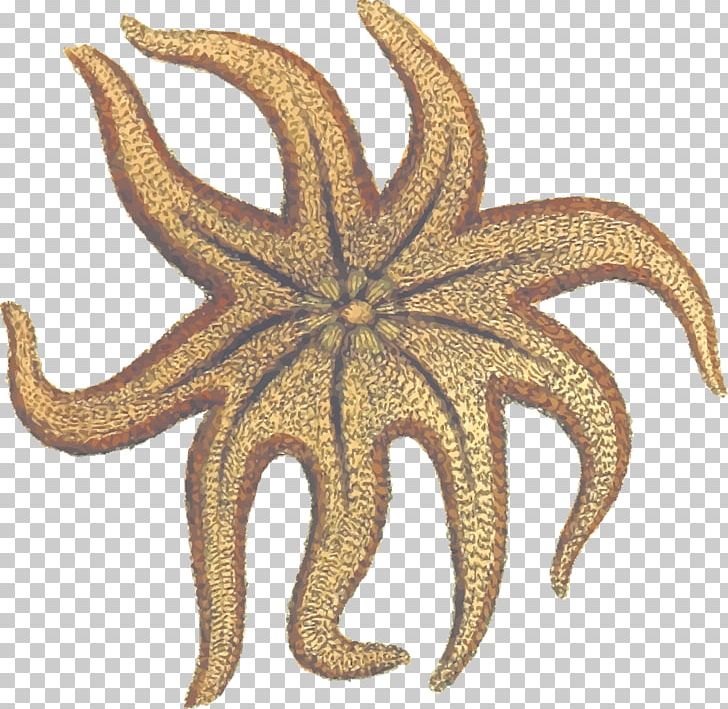 Starfish Invertebrate Solaster Endeca PNG, Clipart, Animals, Echinoderm, Invertebrate, Logo, Marine Invertebrates Free PNG Download
