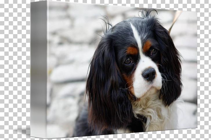 The Cavalier King Charles Spaniel Dog Breed PNG, Clipart, Breed, Carnivoran, Cavalier King Charles Spaniel, Caviler King Charles Sapinel, Charles Ii Of England Free PNG Download