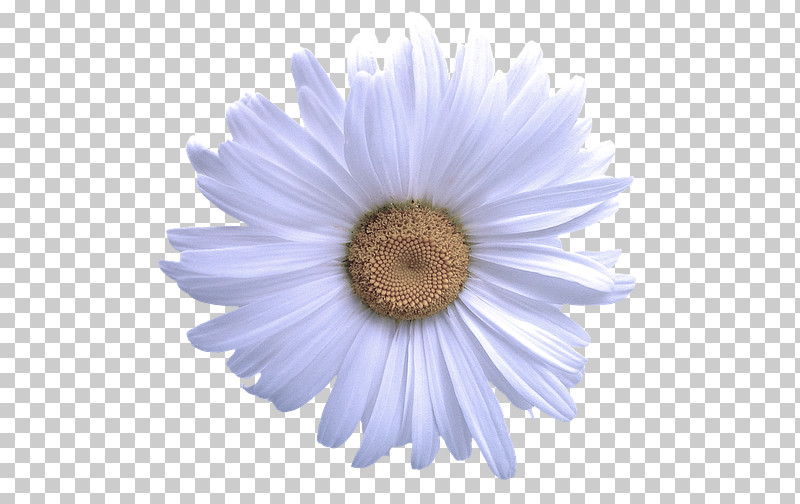 Daisy PNG, Clipart, Barberton Daisy, Camomile, Chamomile, Daisy, Flower Free PNG Download