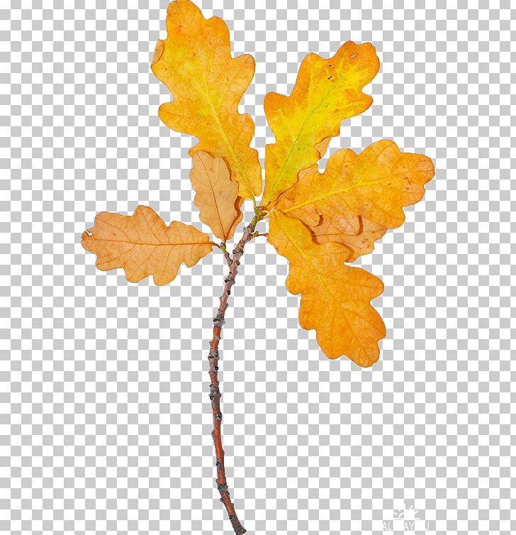 Autumn Leaf Color Autumn Leaf Color PNG, Clipart, Autumn, Autumn Leaf Color, Branch, Desktop Wallpaper, Flowering Plant Free PNG Download