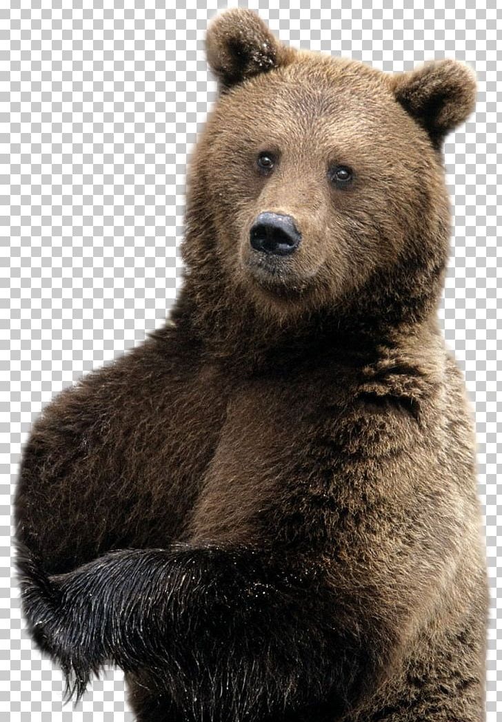 Brown Bear Polar Bear American Black Bear Desktop PNG, Clipart, American Black Bear, Animal, Animals, Bear, Brown Bear Free PNG Download