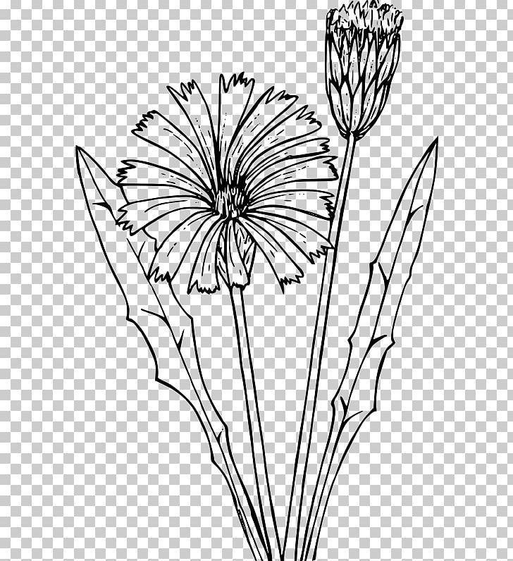 Common Dandelion Coloring Book Flower Drawing Flatweed PNG, Clipart, Artwork, Black And White, Branch, Child, Color Free PNG Download