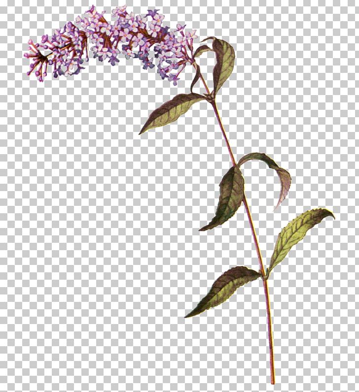 Common Lilac Summer Lilac Botany Twig PNG, Clipart,  Free PNG Download