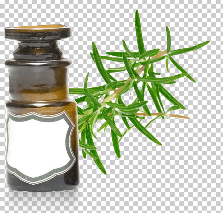 Essential Oil Rosemary Peppermint Verbenone PNG, Clipart, Aromatherapy, Camphor, Essential Oil, Flowerpot, Herb Free PNG Download