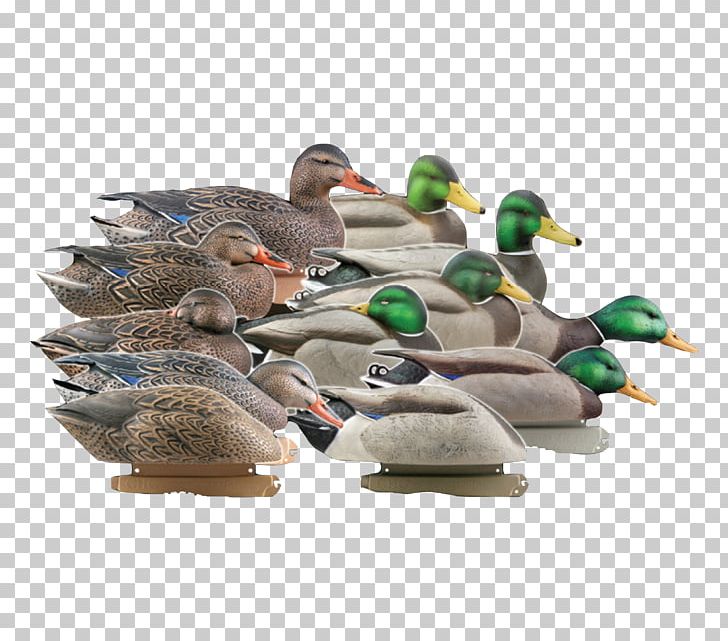 Mallard Duck Decoy Goose PNG, Clipart, Anatomy, Animals, Avery, Beak, Bird Free PNG Download