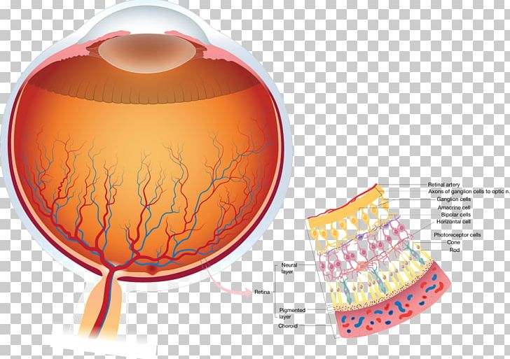 Retina Human Eye Anatomy Visual Perception PNG, Clipart, Anatomy, Diagram, Eye, Fovea Centralis, Human Anatomy Free PNG Download