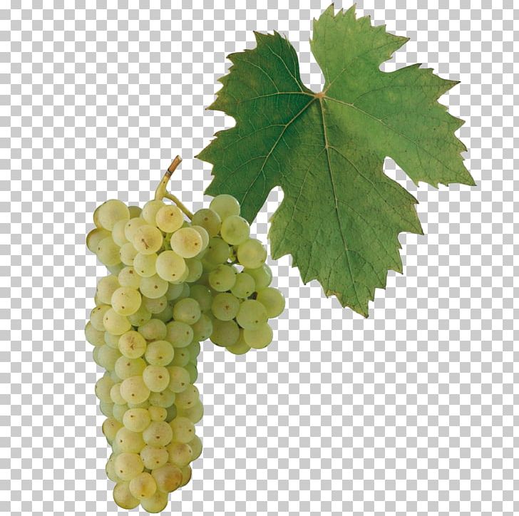 White Wine Welschriesling Sultana PNG, Clipart, Common Grape Vine, Cultivar, Food, Fruit, Fruit Nut Free PNG Download