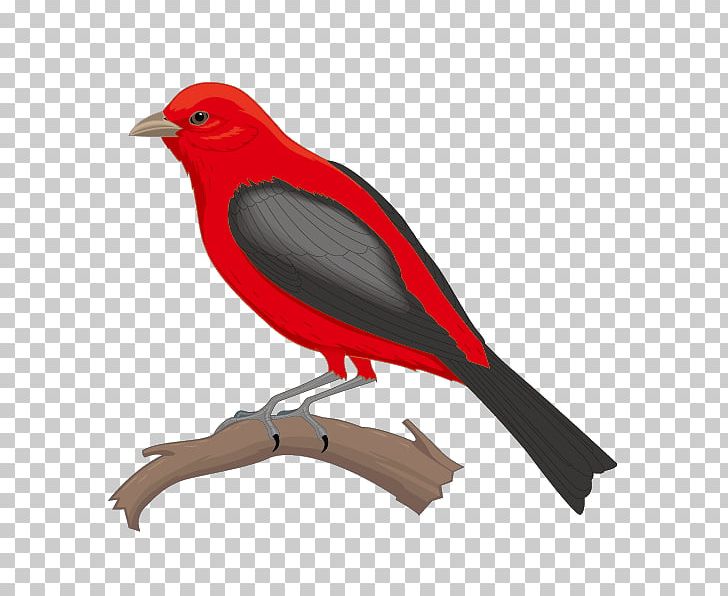 Bird Eurasian Magpie Parrot Illustration PNG, Clipart, Animals, Animation, Beak, Bird, Bird Cage Free PNG Download