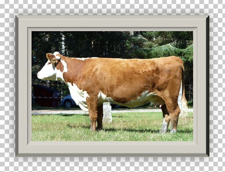 Calf Dairy Cattle PNG, Clipart, Calf, Cattle, Cattle Like Mammal, Cow Goat Family, Dairy Free PNG Download