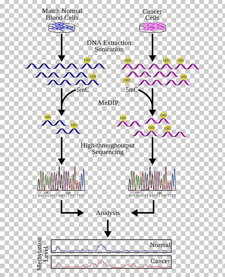 Methylated DNA Immunoprecipitation DNA Methylation DNA Sequencing PNG, Clipart, Angle, Area, Bisulfite, Chipsequencing, Chromatin Free PNG Download