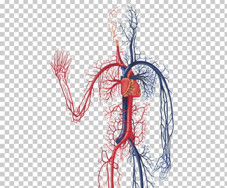 The Cardiovascular System Circulatory System Anatomy Of The Heart Diagnostic Medical Sonography: The Vascular System Human Body PNG, Clipart, Anatomy, Anatomy Of The Heart, Arm, Blood, Blood Vessel Free PNG Download
