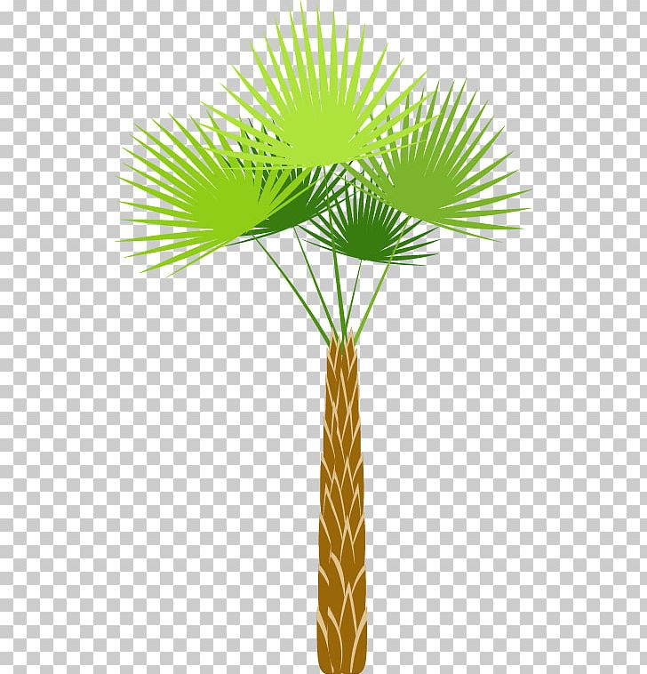 Tree Shrub PNG, Clipart, Arecales, Balloon Cartoon, Borassus Flabellifer, Boy Cartoon, Caricature Free PNG Download