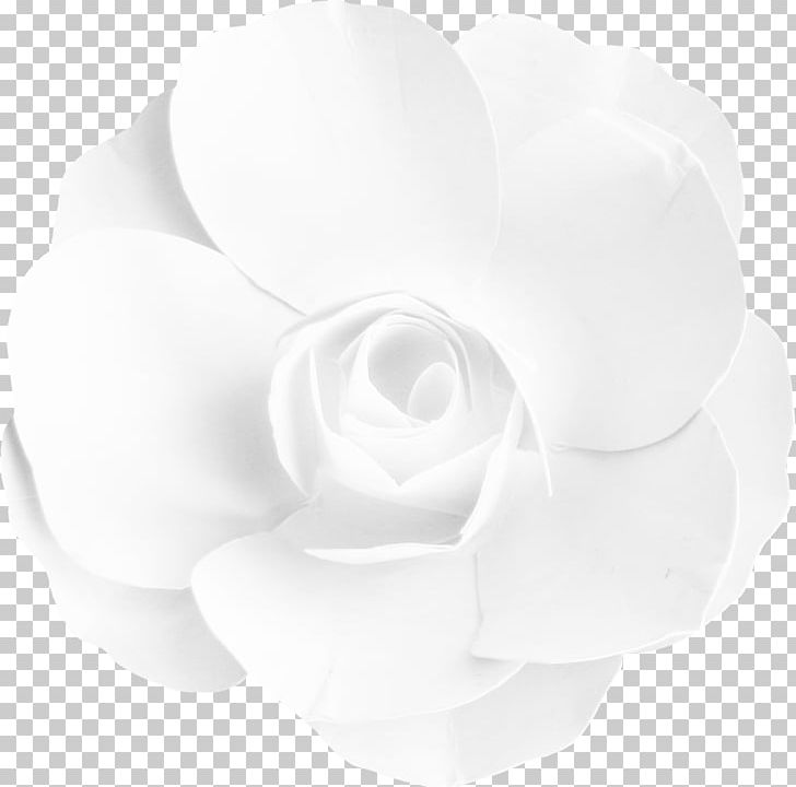 Garden Roses Cut Flowers Rosaceae PNG, Clipart, Black And White, Cut Flowers, Flower, Flowering Plant, Flowers Free PNG Download