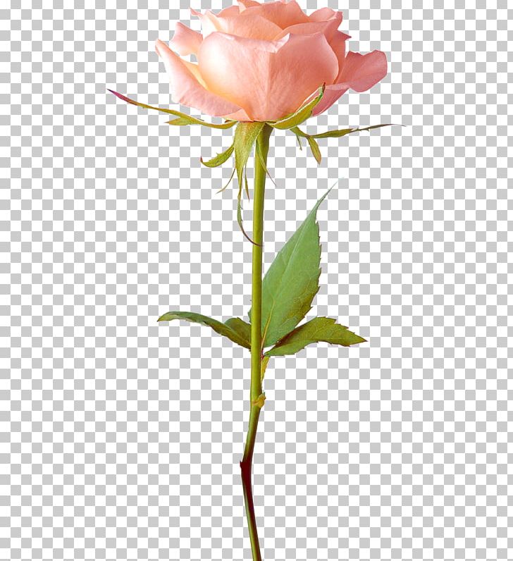 Rose File Formats PNG, Clipart, Bud, Cicek, Cicek Resimleri, Cut Flowers, Download Free PNG Download