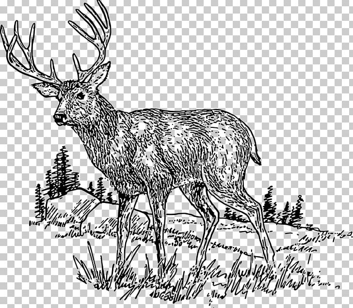 White-tailed Deer PNG, Clipart, Animals, Antler, Black, Black And White, Blacktailed Deer Free PNG Download