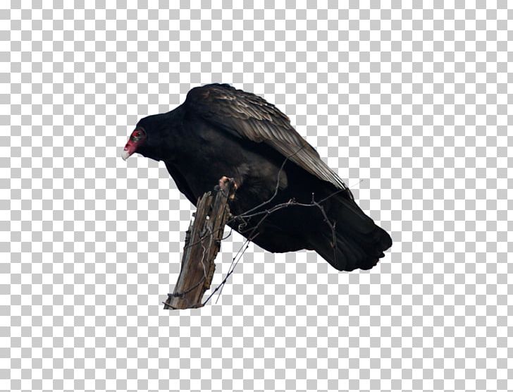 Black Vulture Bird Photography PNG, Clipart, Animal, Animals, Art, Beak, Bird Free PNG Download
