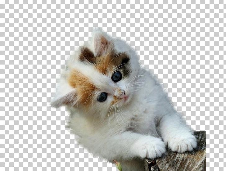 Maine Coon Kitten Cuteness High-definition Television PNG, Clipart, Animal, Animals, Carnivoran, Cartoon, Cartoon Character Free PNG Download